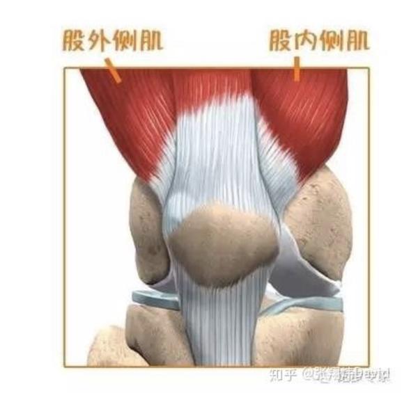 膝痛患者必须重视的肌肉-股内侧肌