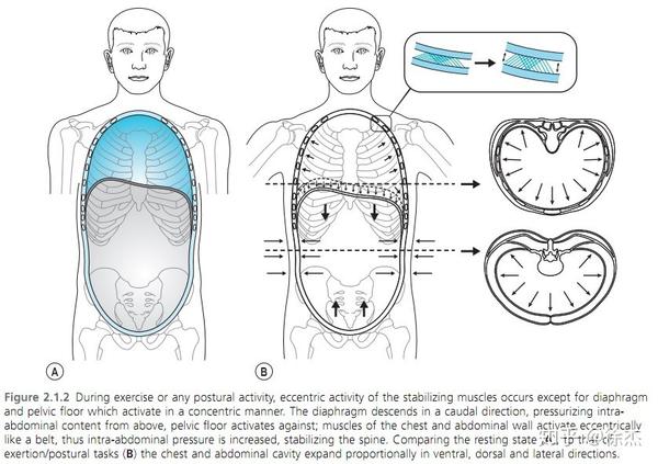 横膈膜呼吸与腹式呼吸