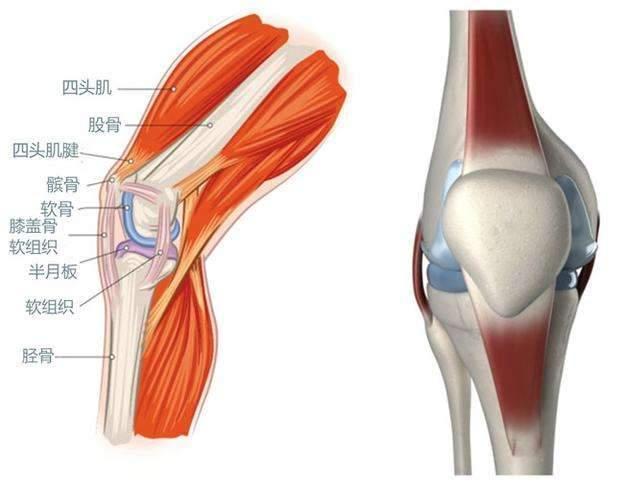 膝盖软骨损伤的原因有哪些