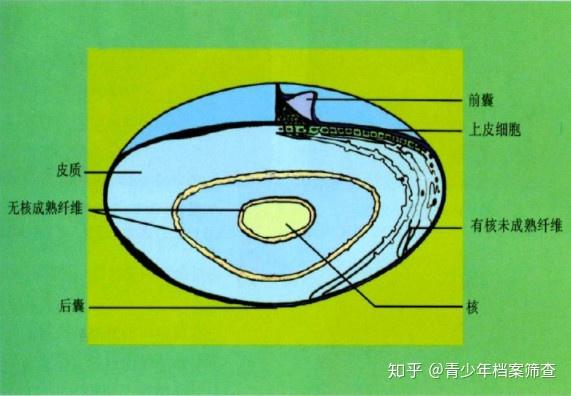 角膜与晶状体有哪些光学特点?