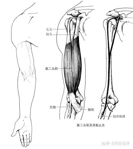 臂肌覆盖肱骨,以内侧和外侧两个肌间隔分隔.前群为屈肌,后群为伸肌.