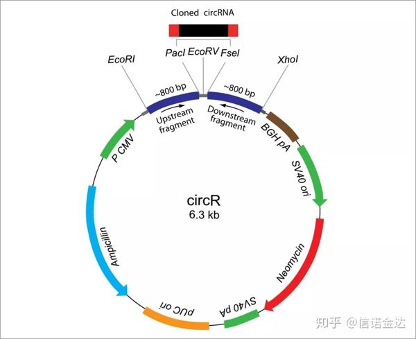 高效表达circrna一个简单高效的circrna表达载体构建方法