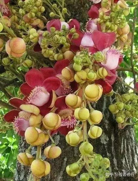 菩提开花千年难见见者吉祥