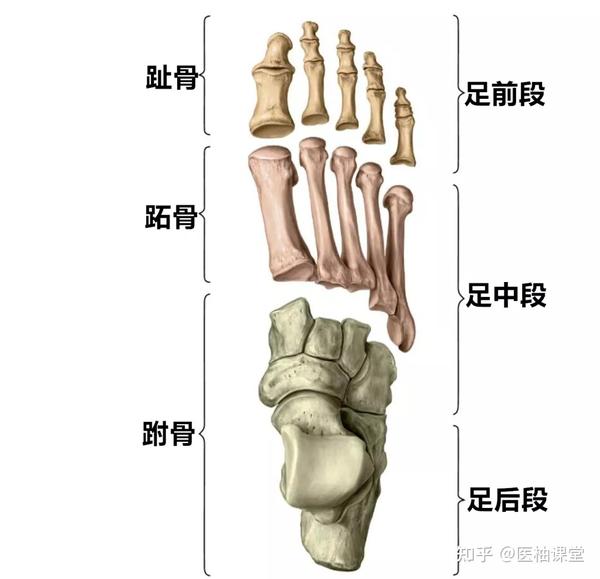 后列包括上方的距骨和下方的跟骨;中列为位于距骨前方的足舟骨;前列