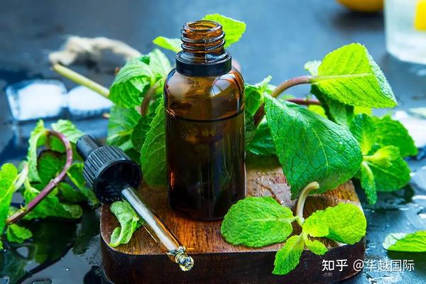 华越国际探索天然植物抗生素牛至精油的萃取工艺是如何形成的