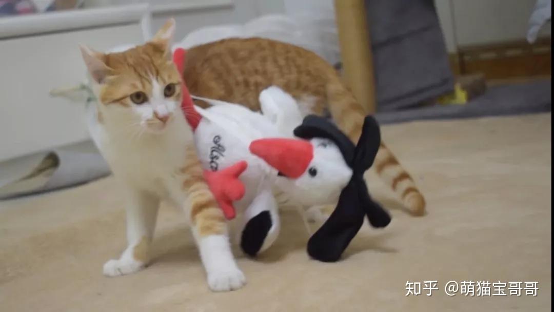 小橘猫沦为鸡的奴隶鸡皮皮猫我们走