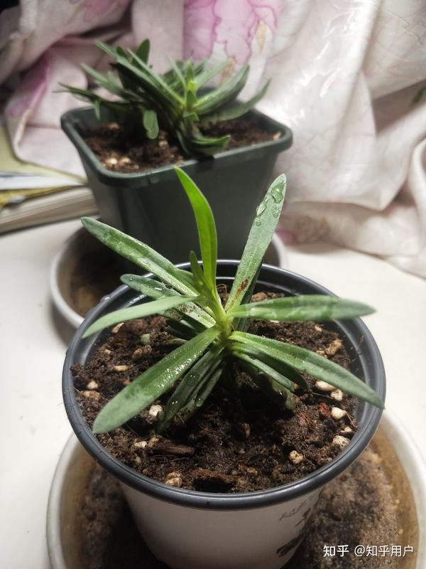 宿根切花满天星小苗