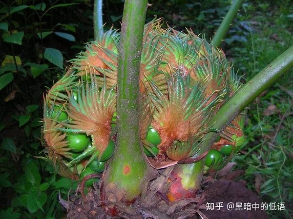 德保苏铁cycas debaoensis的大孢子叶球