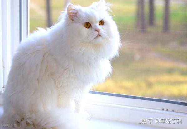 波斯猫是以阿富汗的土种长毛猫和土耳其的安哥拉长毛猫为