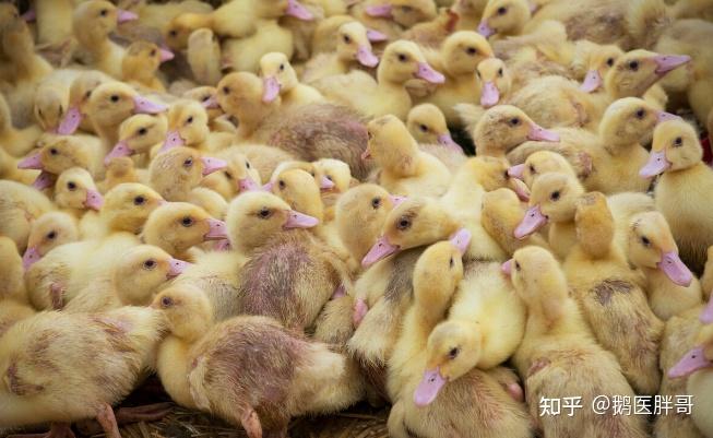 鸭子张嘴呼吸是什么原因肉鸭张嘴出气是什么原因