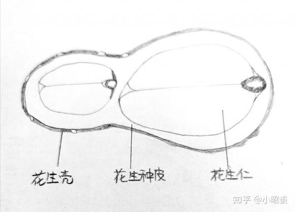 1花生期货丨品种属性和国内种植