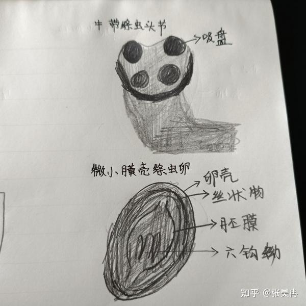 人体寄生虫手绘图