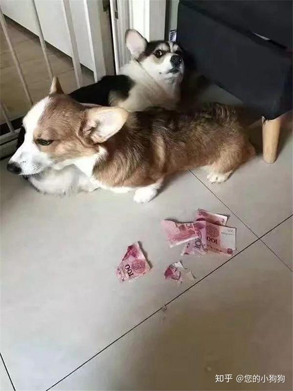 然而,它们还一副要杀要剐随你便的表情,钱是没了,狗你还要不要吧?