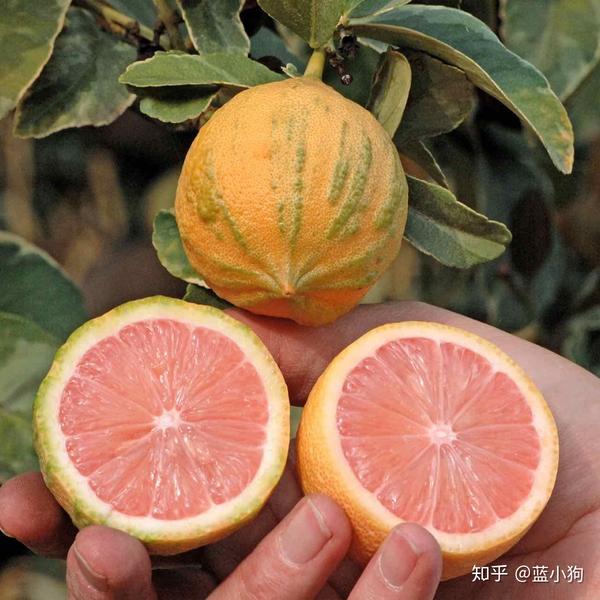搜罗美国的那些奇特水果(3)