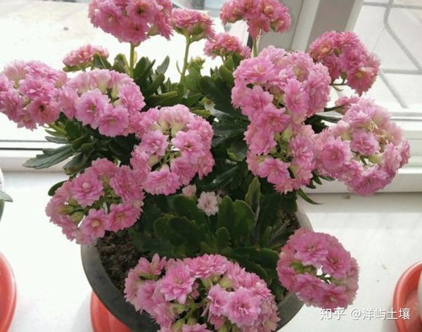 第三种花卉是仙客来,它是一种非常适合在9月份种植的花卉,植株的根系