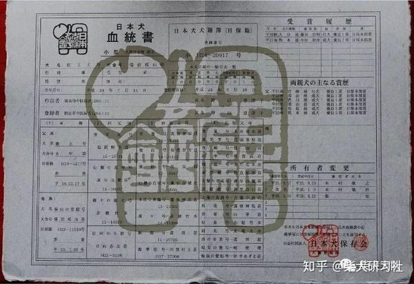 史上最全柴犬挑选攻略