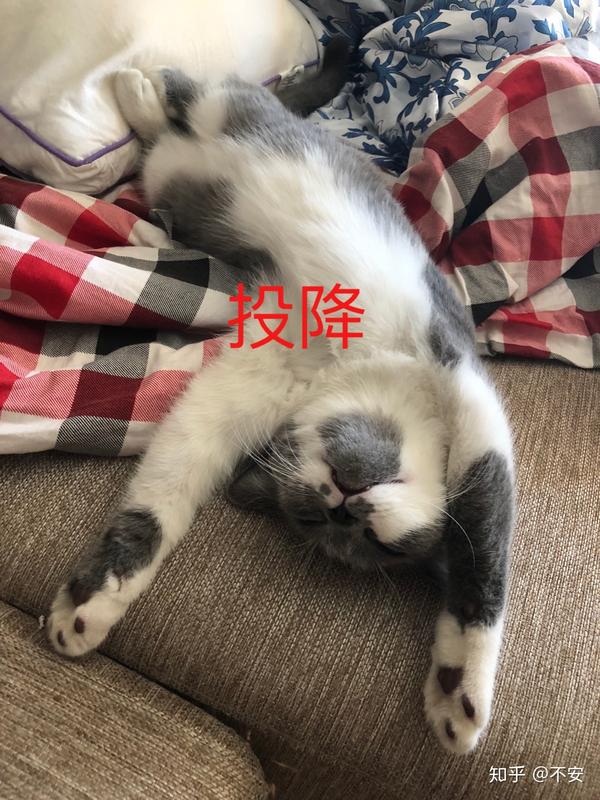 你们的猫睡姿如何?