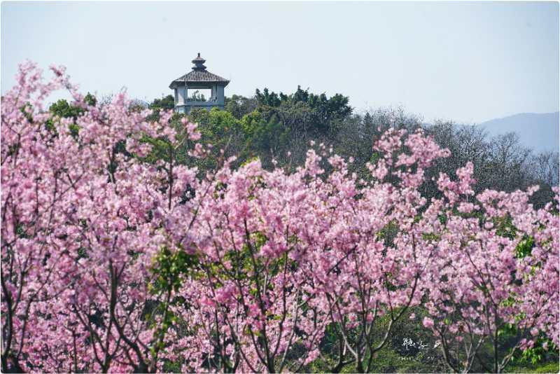 福州鲤鱼洲樱花岛现在正值樱绽放的季节春游踏青赏花正当时