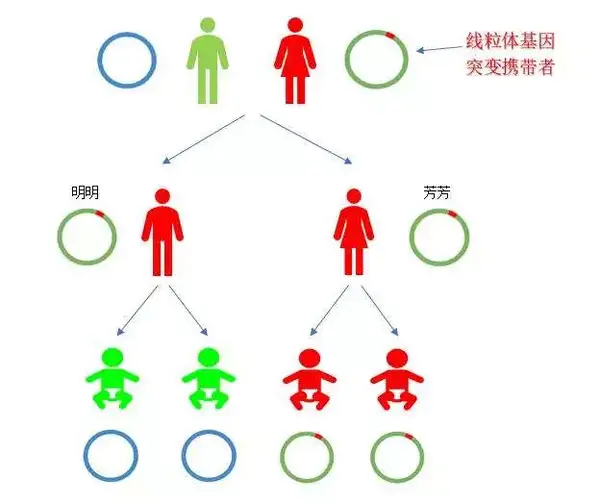 *线粒体基因突变遗传示例.图片源自网络