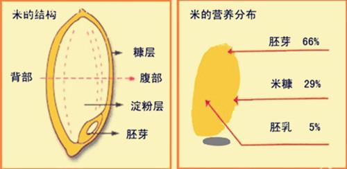 那么胚芽米和精白米的区别在哪呢?我们看看结构图.