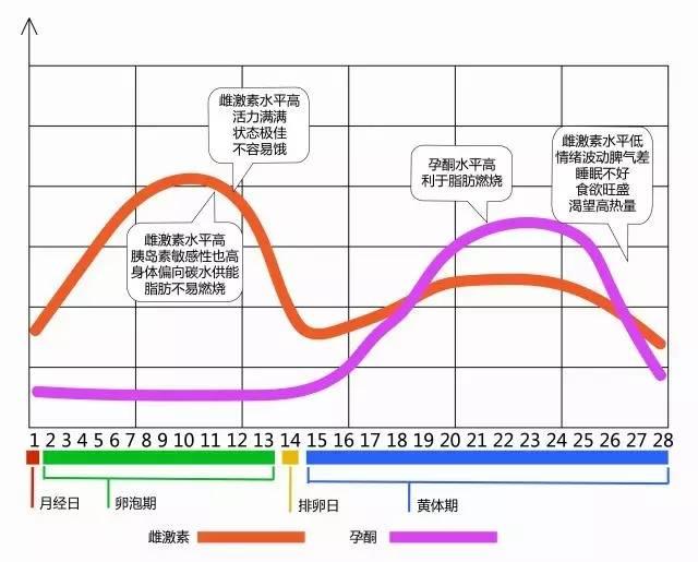 卵泡期雌激素水平高,孕酮水平低