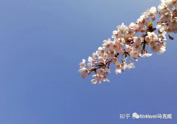 大连植物园,始建于1920年,当时名为"南山麓公园",1930年更名为"弥生