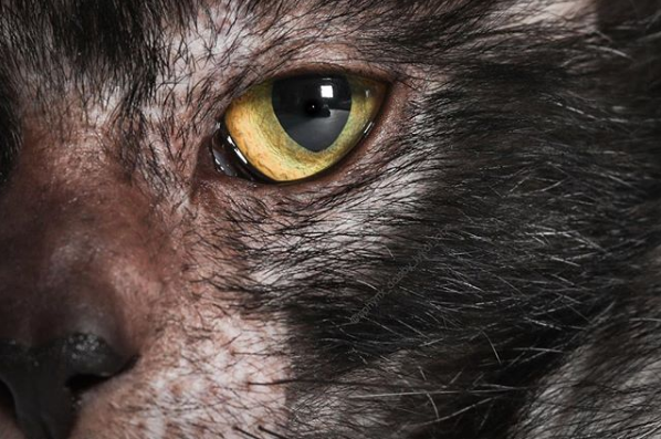吸猫大会:狼人猫lobo