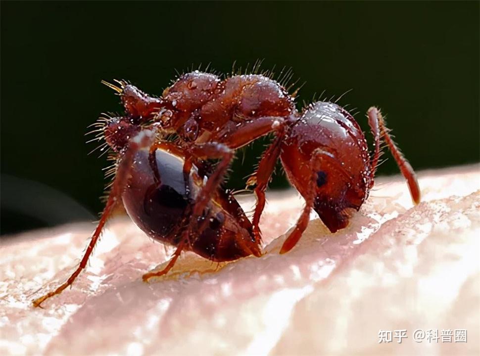 警惕我国12个省份爆发红火蚁疫情红火蚁究竟有多凶猛