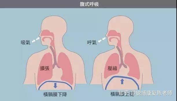 最适合人体运动,也是最正常的呼吸方式是—— 腹式呼吸.