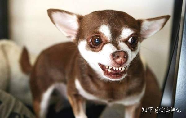 为什么小型犬更凶