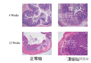 小鼠结肠癌模型