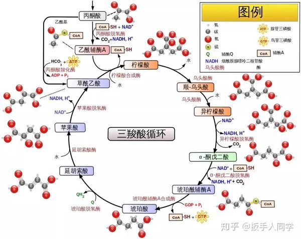 生酮饮食——真的能靠吃肥肉来减肥?