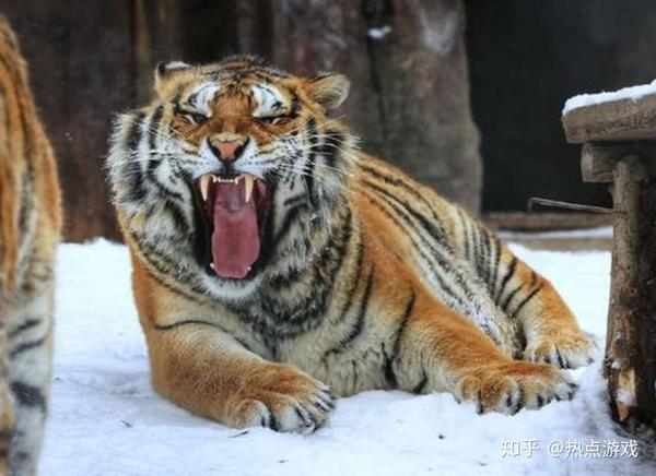老虎作为世界上最凶猛的野兽之一,一直代表着权威,能力,我们在日常