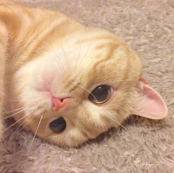 为什么有的人爱用狗和猫当头像?