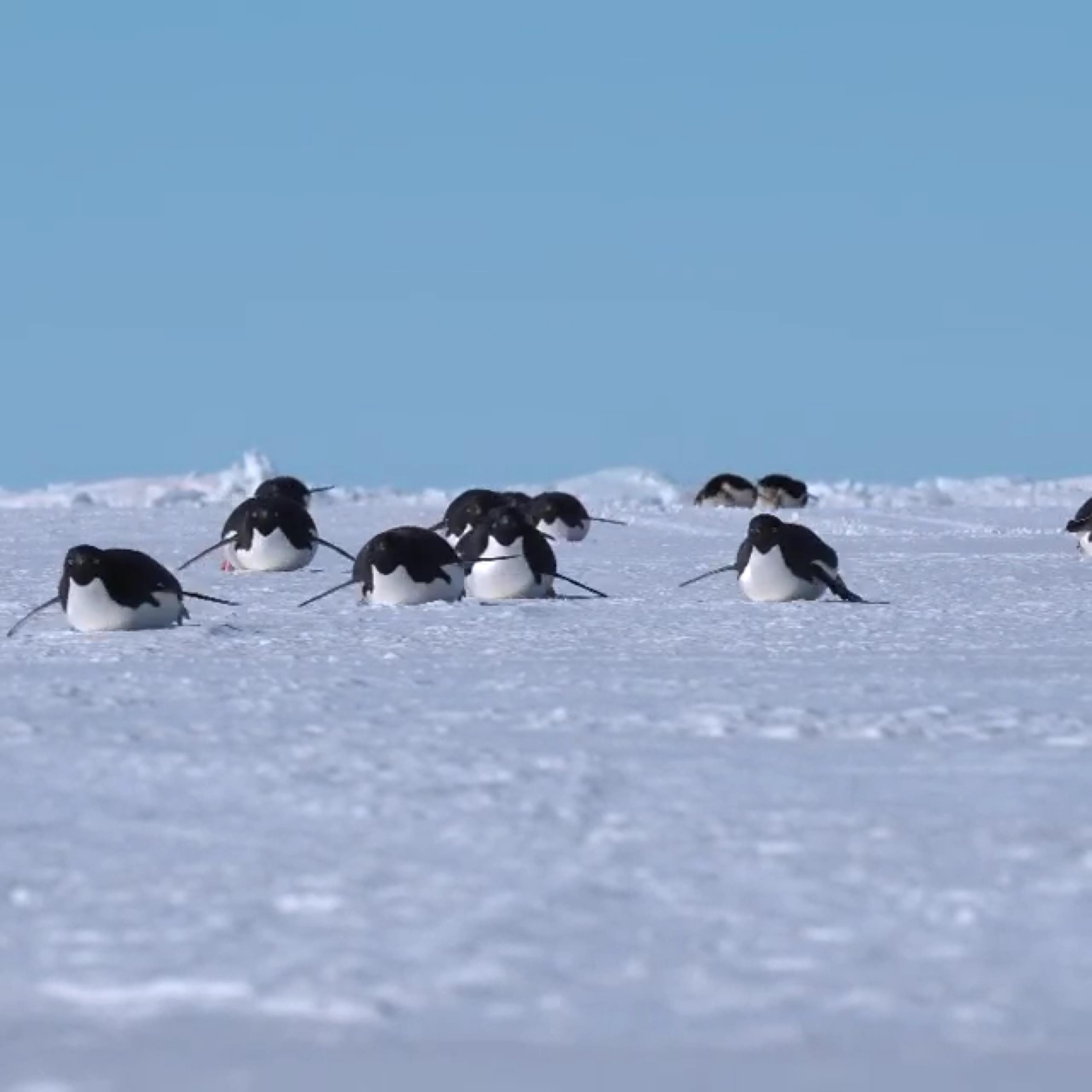 慢镜头下,企鹅在冰面上滑行