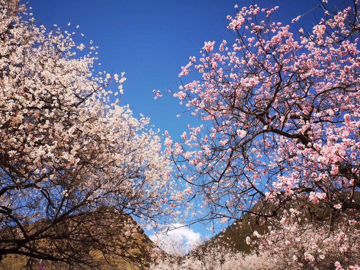 这里有一份林芝桃花旅游攻略请查收