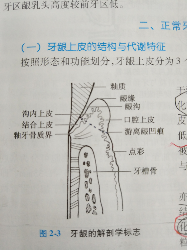 附着龈宽度的定义怎么理解?