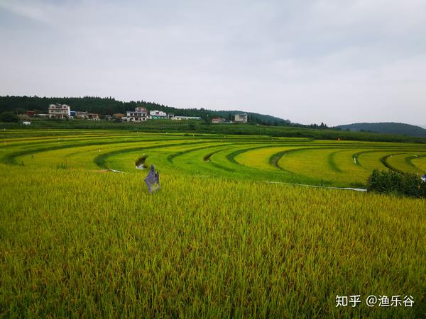 稻花飘香,邀您来赏