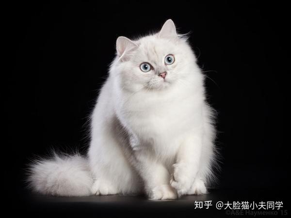 俄罗斯paru no kumo猫舍:casanova kalistofius