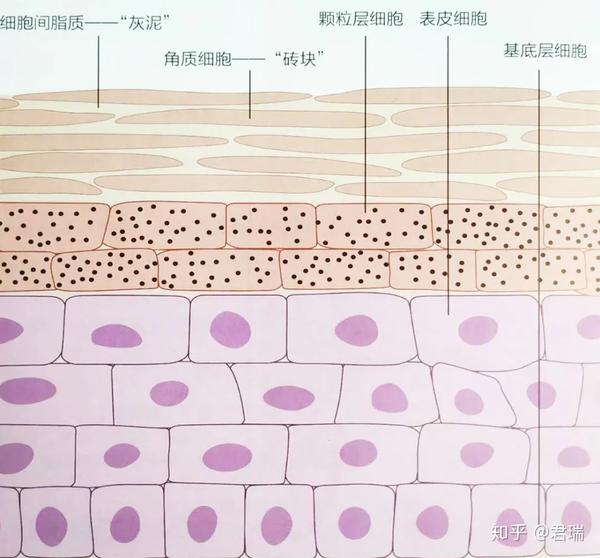 表皮层结构模式图