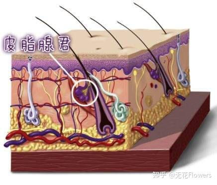 皮脂腺分泌旺盛 zhuanlan.zhihu.com