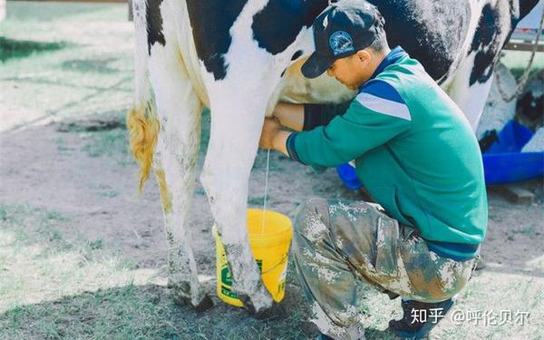 建议是当地人带去参观,可以体验挤牛奶,喂养小羊羔等放牧生活,在洁白