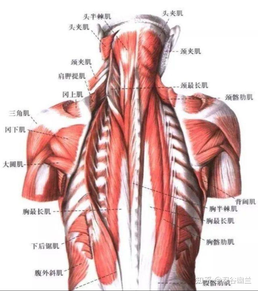 读书笔记头夹肌颈夹肌和颈椎脊柱旁肌肉触发点