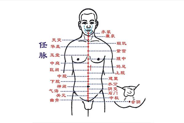 任督二脉与十二经脉在人体中究竟发挥着什么作用呢