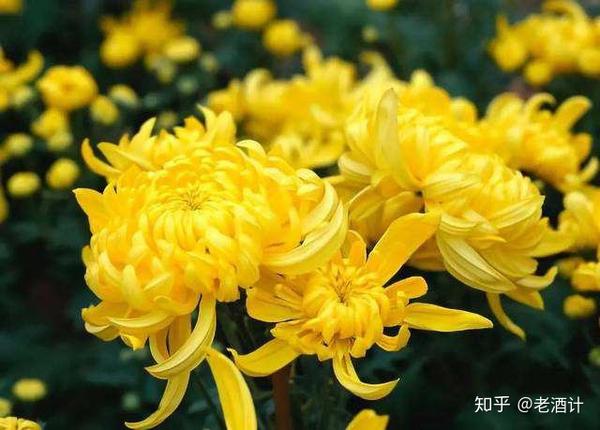 而寒露节气正是菊花盛开的季节,某些地区就有外出欣赏菊花,畅饮"菊花