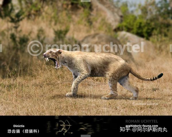 外观形态上,恐齿猫非常像很多现代猫科动物,不过它们的上犬齿依旧能