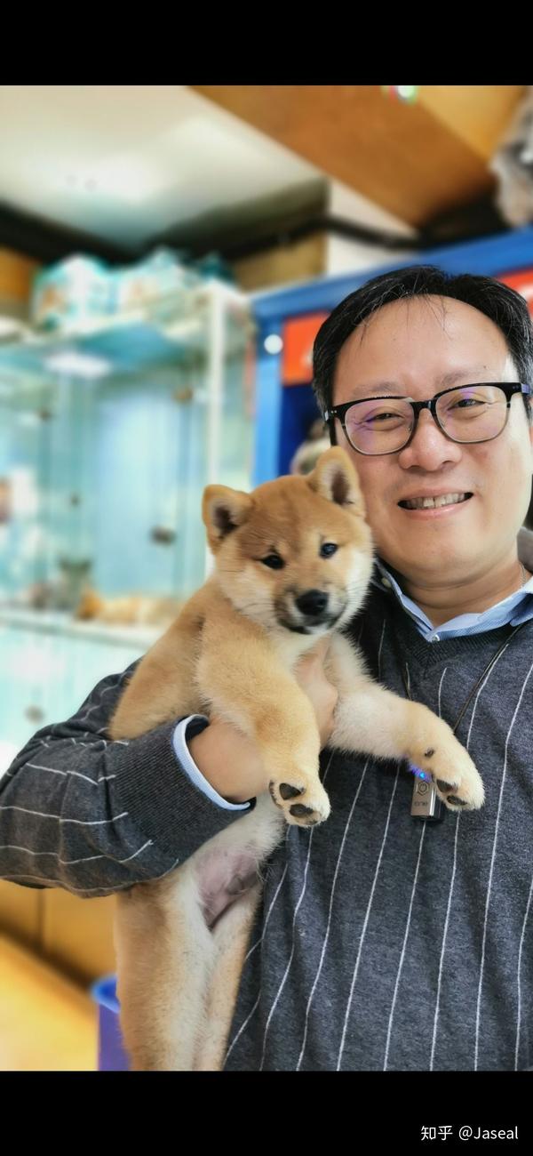 帮忙看看一下柴犬品相