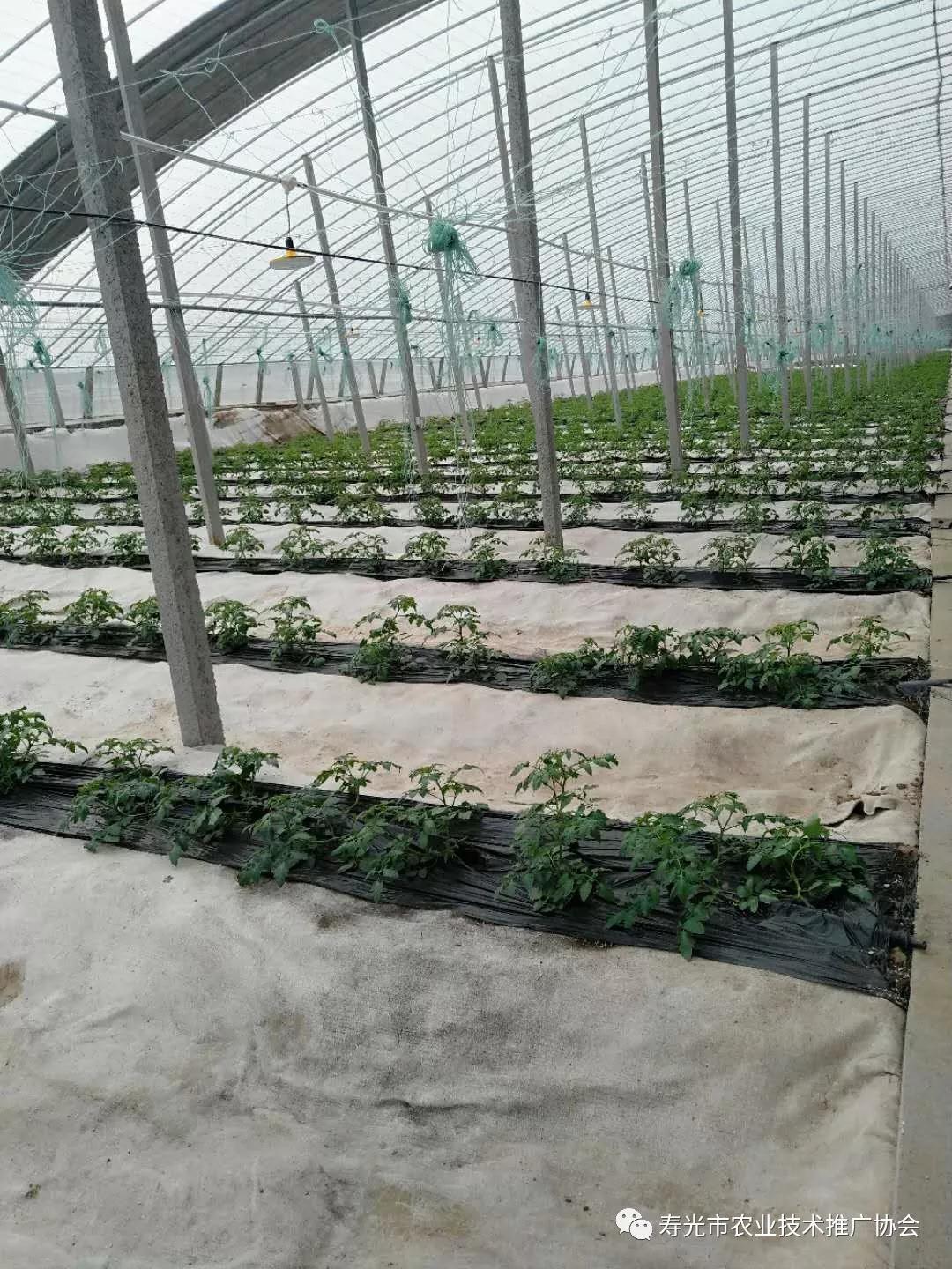 无土栽培新技术简易高品质无土栽培技术