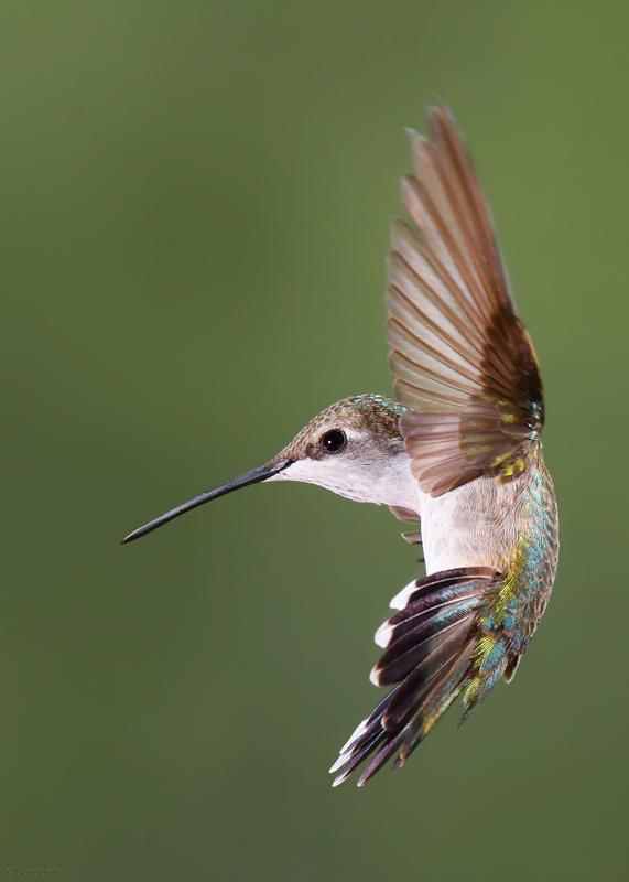 bee hummingbird 吸蜜蜂鸟: 现存的,世界最小的鸟;体长5-6cm,体重1.