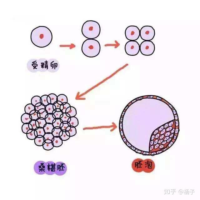 受精卵着床了这些奇妙的感觉你feel到了吗